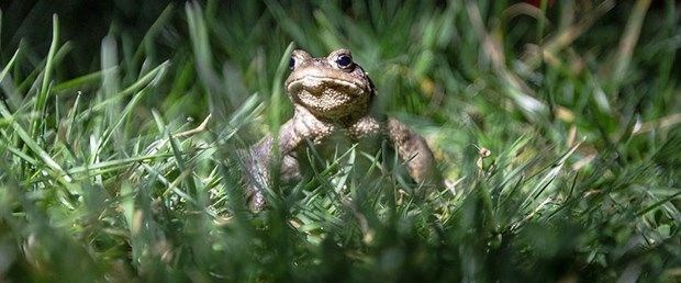 KURBAĞA VIRAKLADIKTAN SONRA YENMELİ