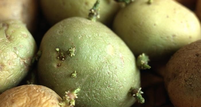 ÖLDÜRÜCÜ PATATESLER