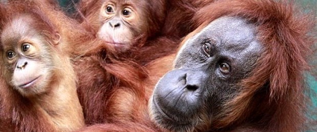Orangutan katarakt ameliyatıyla yaşama döndü