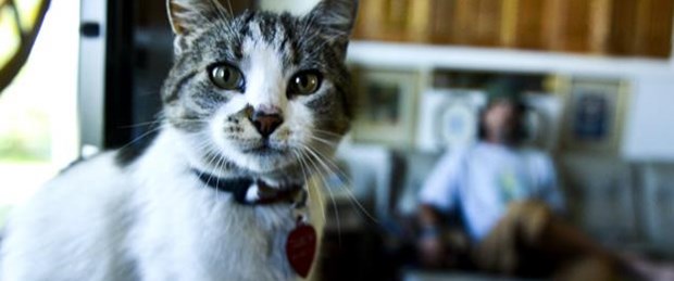 Otostopçu kedi yuvasına döndü