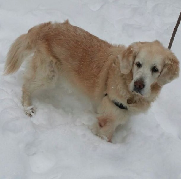 Özge Borak köpeğini kaybedince hıçkıra hıçkıra ağladı