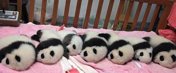 Pandalar için uyku vakti