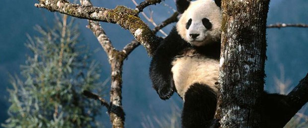 Pandaların üremesine Viagra’lı destek