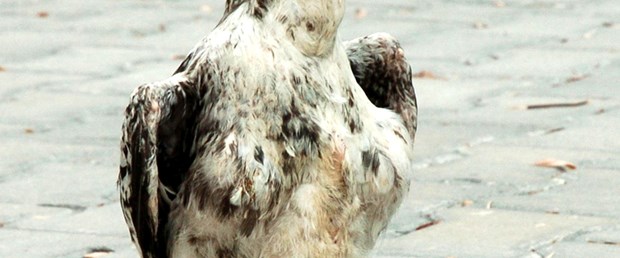 Penguen gibi yürümeleri endişelendirdi