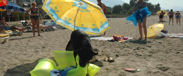Plajda rottweiller paniği