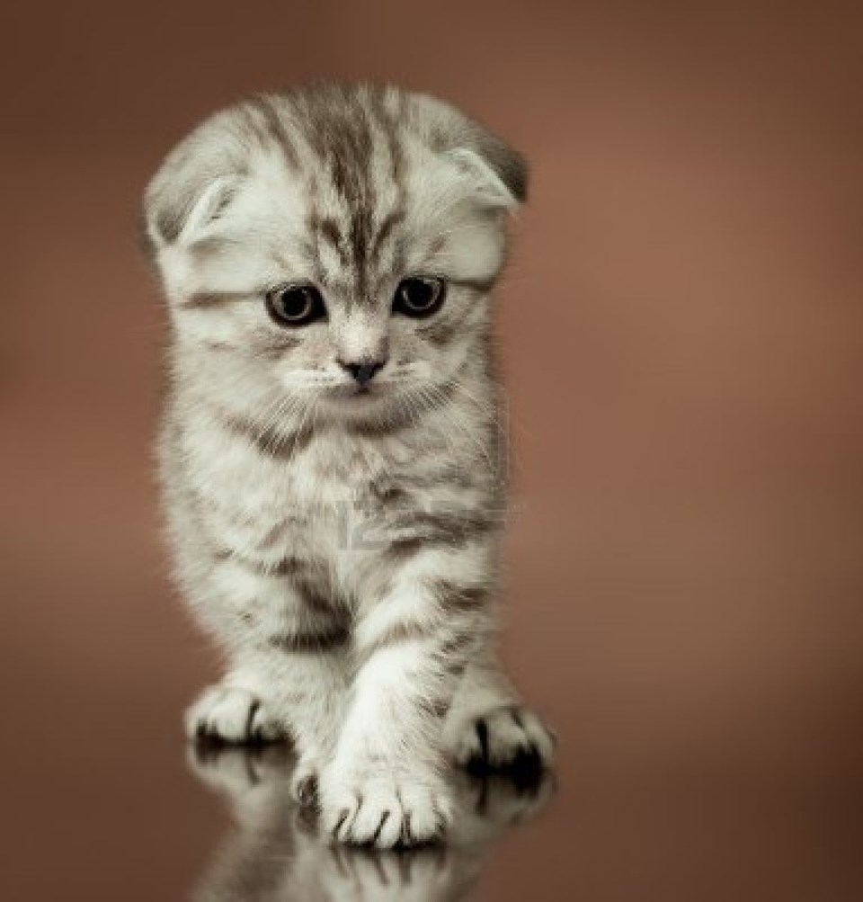 Scottish Fold kedilerin yüz ifadesinin nedeni hastalık 1 NTV
