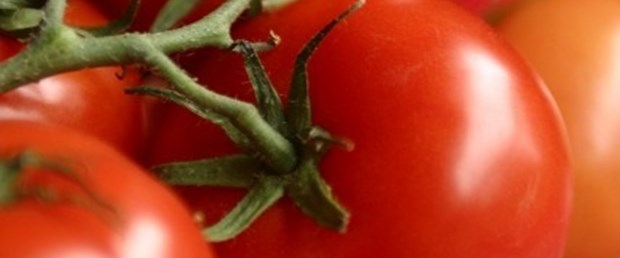 Serası çıktı, fiyatı düştü