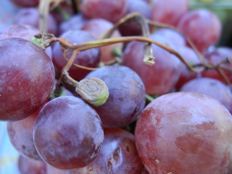 LİKÖR DİYARI SİCİLYA