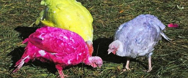 Tavus kuşu değil yılbaşı hindisi