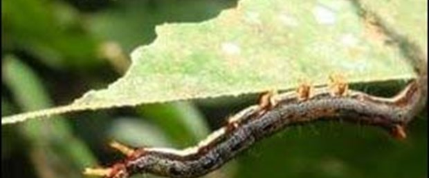 Tırtıl, kraliçe karınca taklidiyle korunuyor