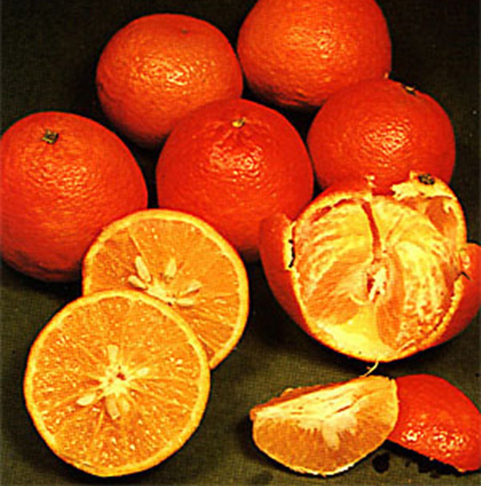 Tangor