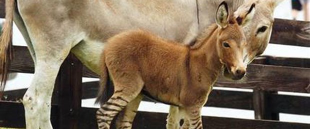 Üstü eşek altı zebra