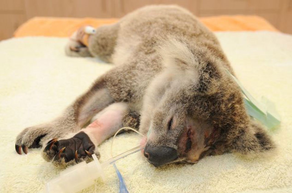 Koala vuranlara 225.000 dolar para ya da iki yıl hapis cezası veriliyor.