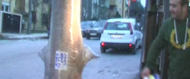 Yarım tonluk köpek balığı yakalandı