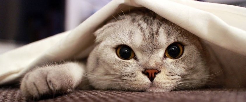 Doğuştan gen bozukluğu olduğu için kırık...