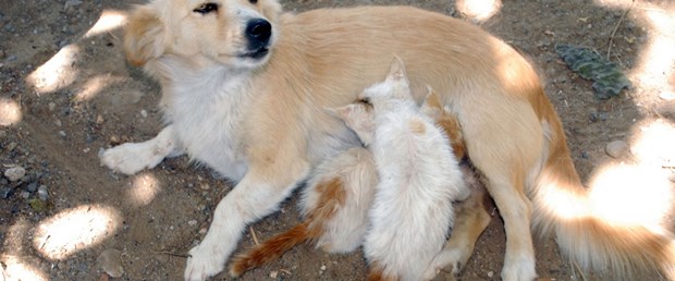 Yavru kedi; anne köpek