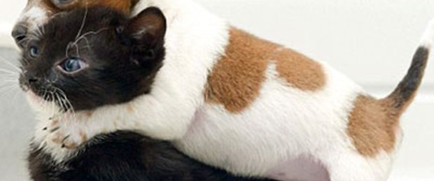 Yavru kedi köpeği kardeşi sanıyor