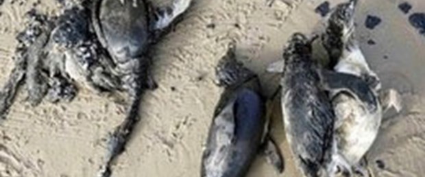 Yüzlerce ölü penguen sahile vurdu