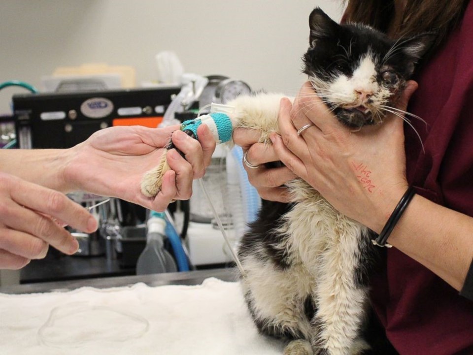 Bart'a ülkede "Zombi kedi" lakabı takıldı.