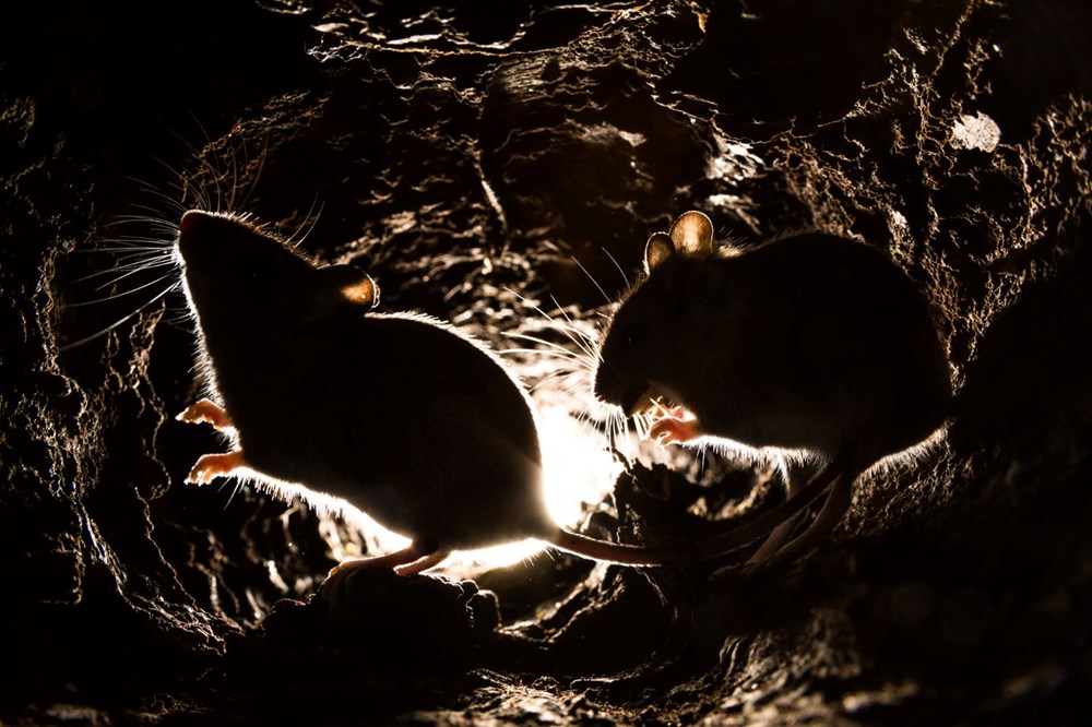 ABD’li bilim insanları uyardı: Bir sonraki corona virüs salgını farelerden gelecek - 1