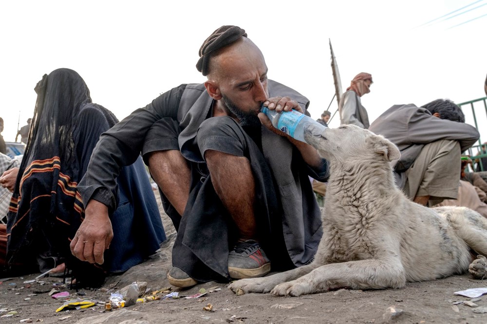Kabil'in bağımlı köpekleri - 2