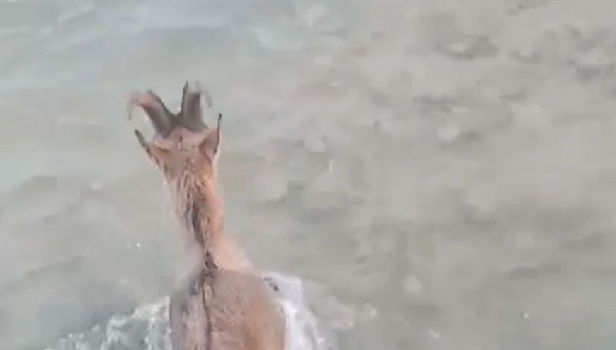 Kurtlardan kaçarken göle düştü