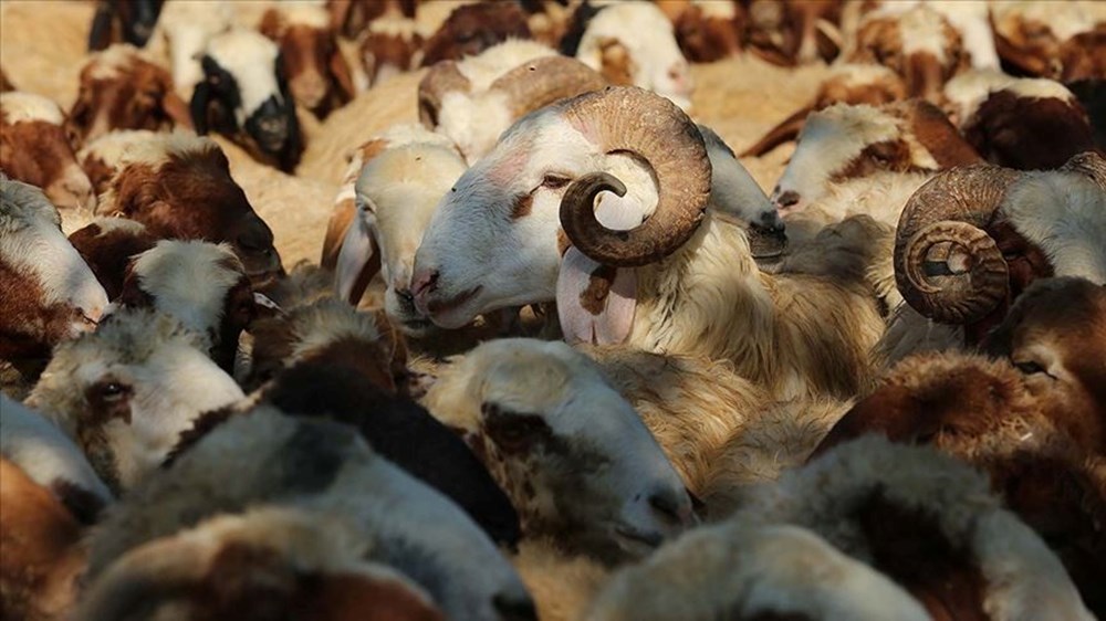 Kurban Bayramı takvimi 2024: Kurban Bayramı ne zaman, bayram tatili 9 gün mü olacak? - 3