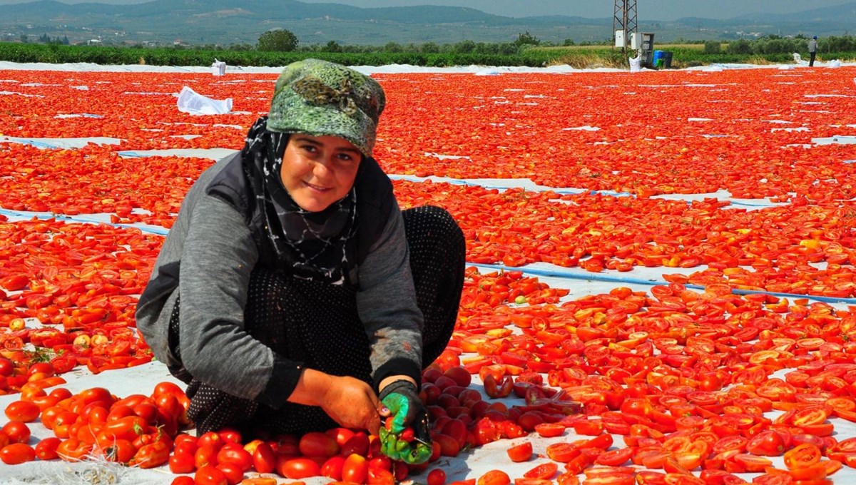 34 ülkeye ihraç: Kilosu 110 ve 120 TL arasında