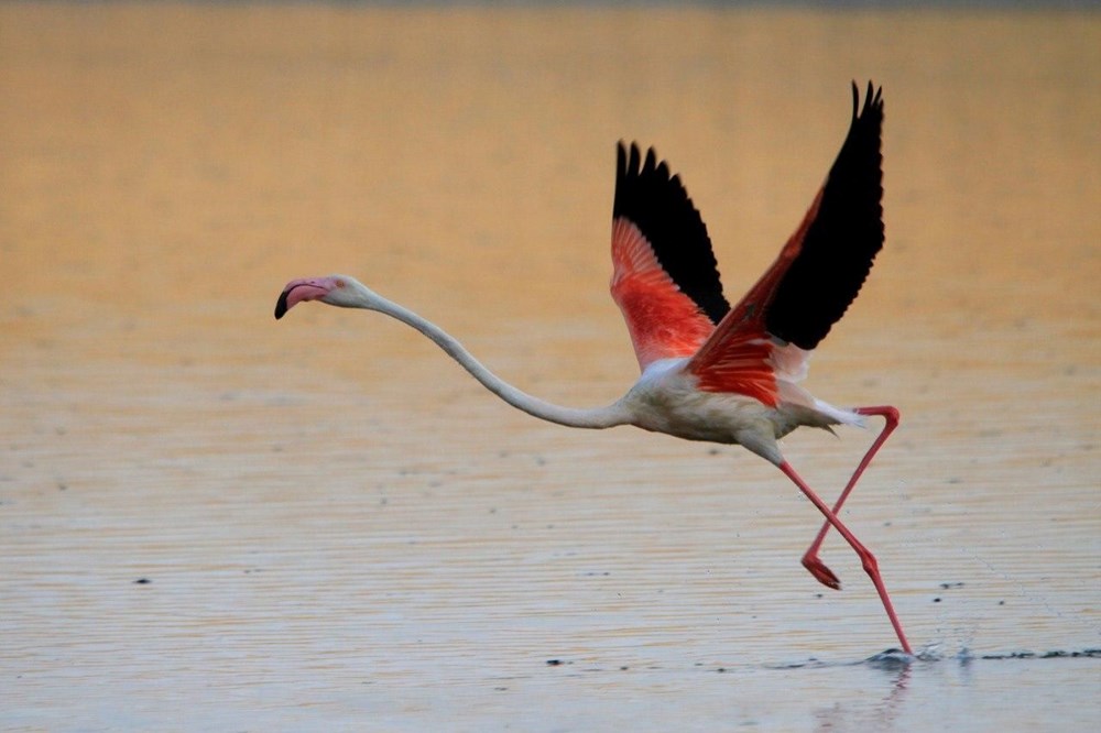 Flamingolara can suyu - 1