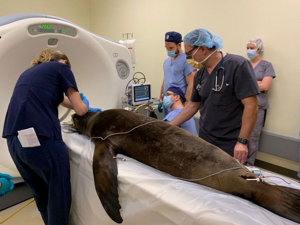 Domuzdan alınan beyin hücreleri ile deniz aslanın epilepsisi tedavi edildi: Sırada insanlar var - 7