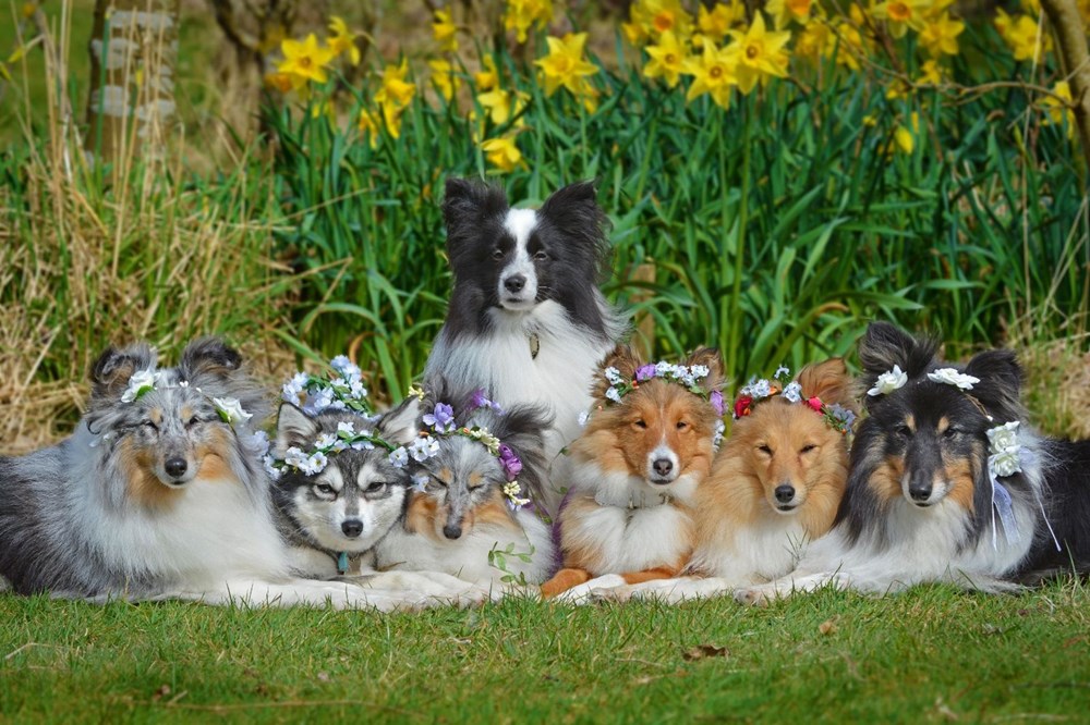 Порода собак шелти фото Порода собак шелти фото