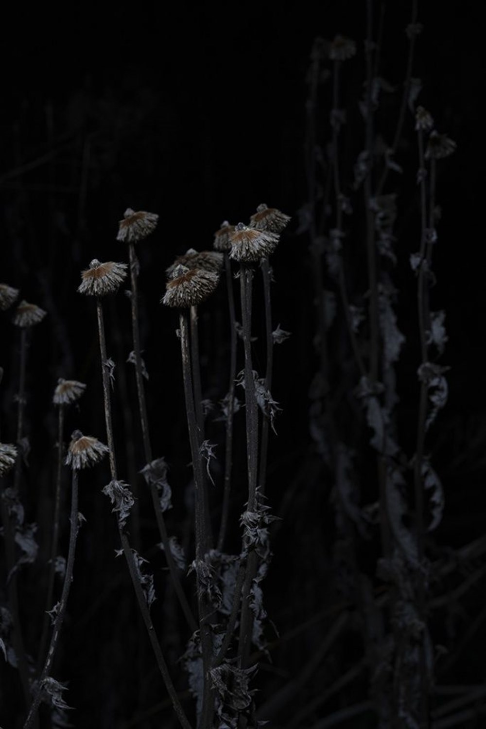 İlin Gecə Fotosu - Rachel Warne