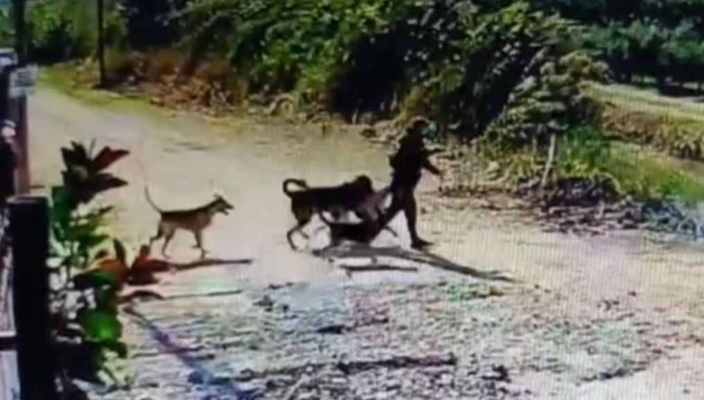 Evin bahçesindeki köpeği çaldı