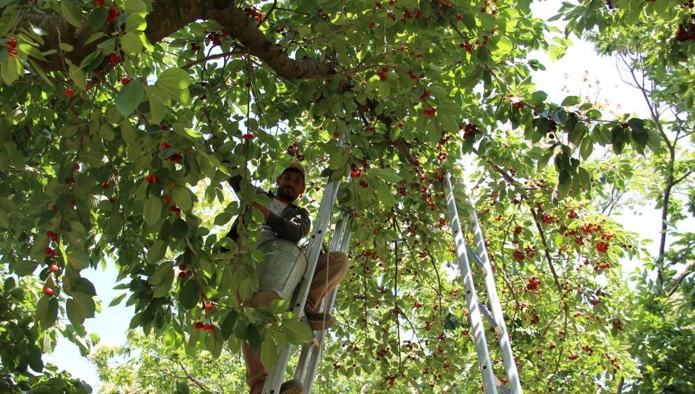 Zirai don kirazı vurdu: Hasat yapılamadı