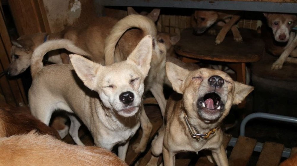 30 metrekarelik evde 164 köpek ile yaşıyorlar - 2