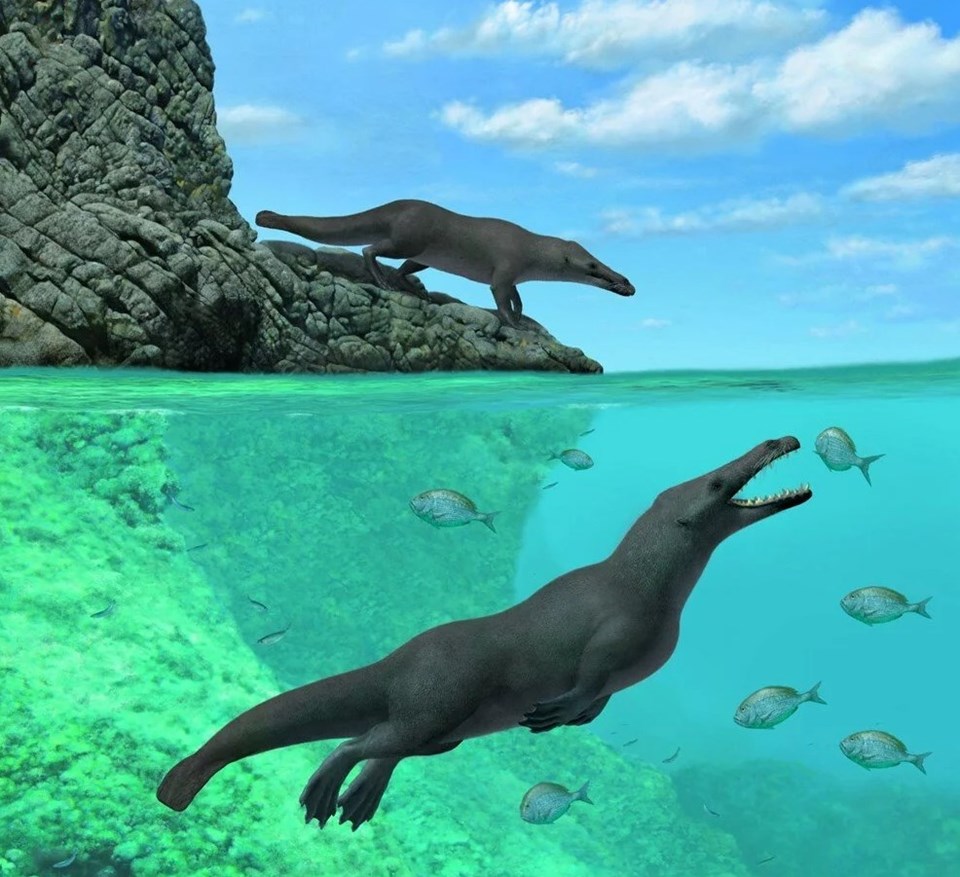 Araştırma: 43 milyon yıllık dört ayaklı balina fosili keşfedildi - 1