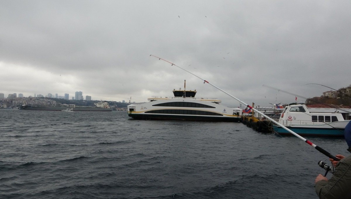 Üsküdar’da iki geminin arasında sıkışan yunus öldü Üsküdar’da iki geminin arasında sıkışan yunus öldü