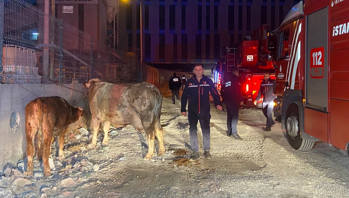 Esenyurt’ta kurbanlıkların bulunduğu ahırda yangın Esenyurt’ta kurbanlıkların bulunduğu ahırda yangın