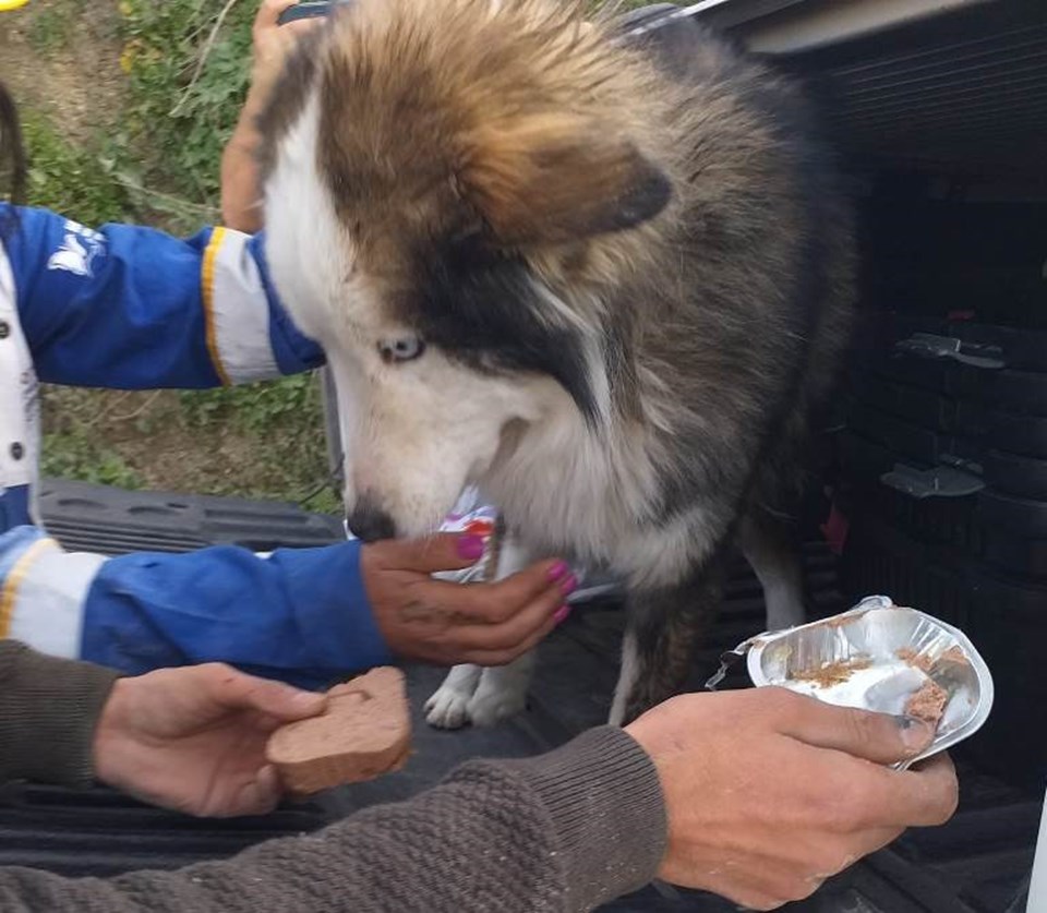 23 gün sonra 'Aleks' adlı köpek enkazdan kurtarıldı - 2