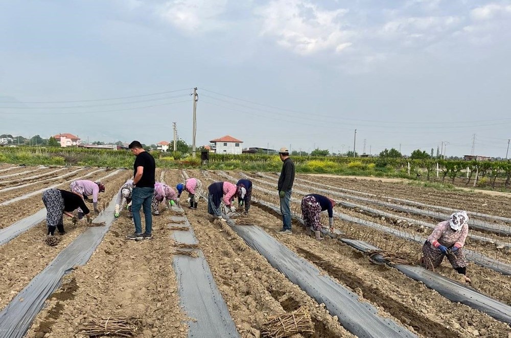 Teşebbüsçü kardeşler 8 dekarlık alanda yetiştiriyor: İlçenin eksikliğini giderdiler 72 ypeIHqTACE2F3CKWVrypZA