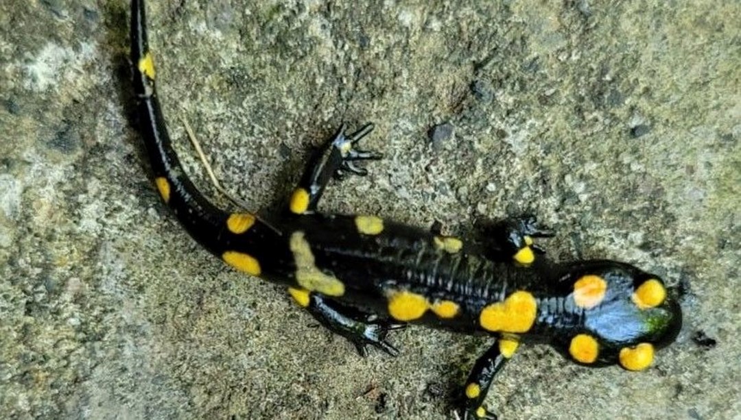 Yok olma tehlikesiyle karşı karşıya: "Benekli Semenderler" görüntülendi