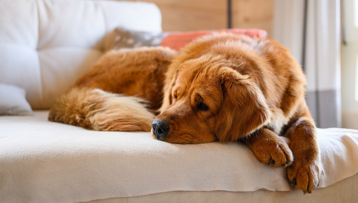 “Ya köpek ya ben” dedi, 9 yıllık evlilik bitti