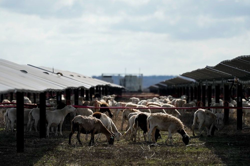 Koyunlar ilk kez İç Anadolu’da beslenmiş: Genetik araştırma evcilleşmenin Aşıklı Höyük’te başladığını ortaya koydu - 4