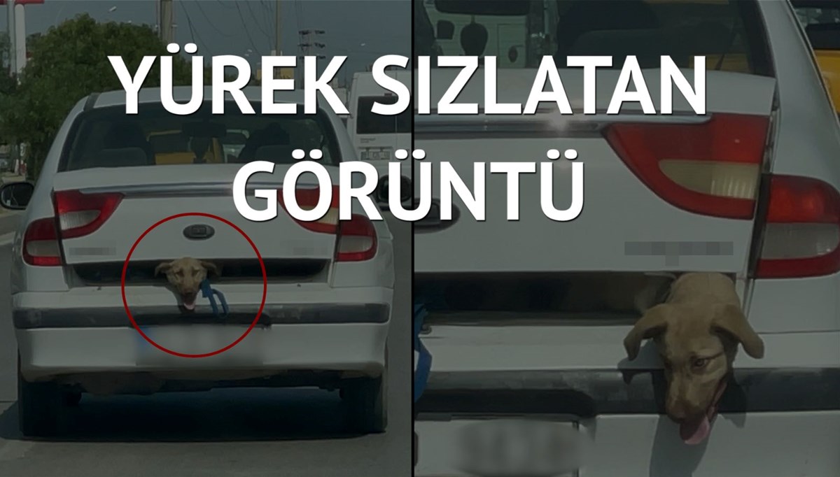 40 derece sıcakta köpeği bagajda taşıdı