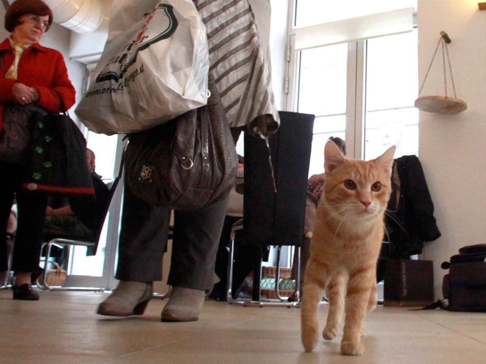 Avrupa�da bir ilk Kedi kafe Magazin Haberleri NTV