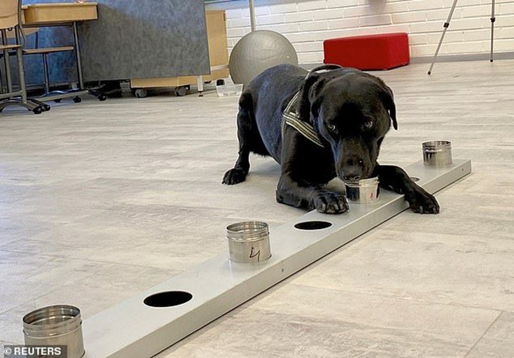 Köpekler, Covid-19 tespit etmede testlere göre daha başarılı - 8