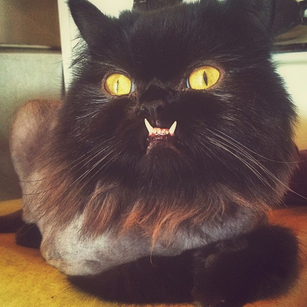Котик в реальной жизни. Злая кошка. Персидские кошки с клыками. Кот с большими клыками. Странный кот.
