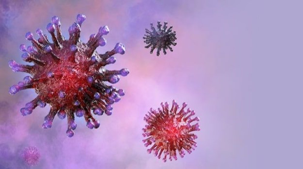 SADS-CoV: Corona virüs benzeri yeni virüs (Salgın uyarısı yapıldı) - 6