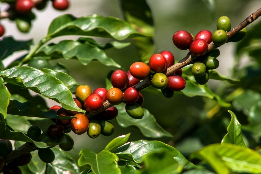 Küresel ısınma nedeniyle, dünyada kahve yetiştirilen alanlar 30 yılda yarı yarıya azalacak - 4