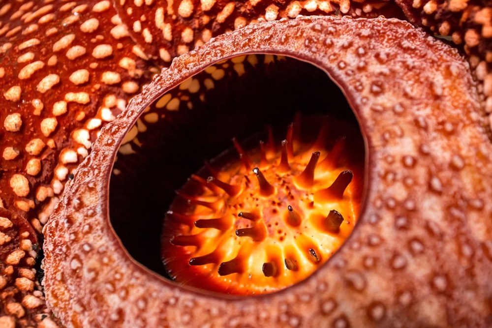Dünyanın en büyüğü: Endonezya’da ceset çiçeği olarak da
bilinen 'Rafflesia arnoldii' açtı - 23